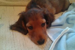 Jamnik d�ugow�osy NAILA